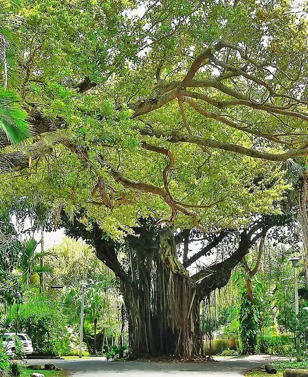 Banyan trees lining a residential street in Coconut Grove, Miami